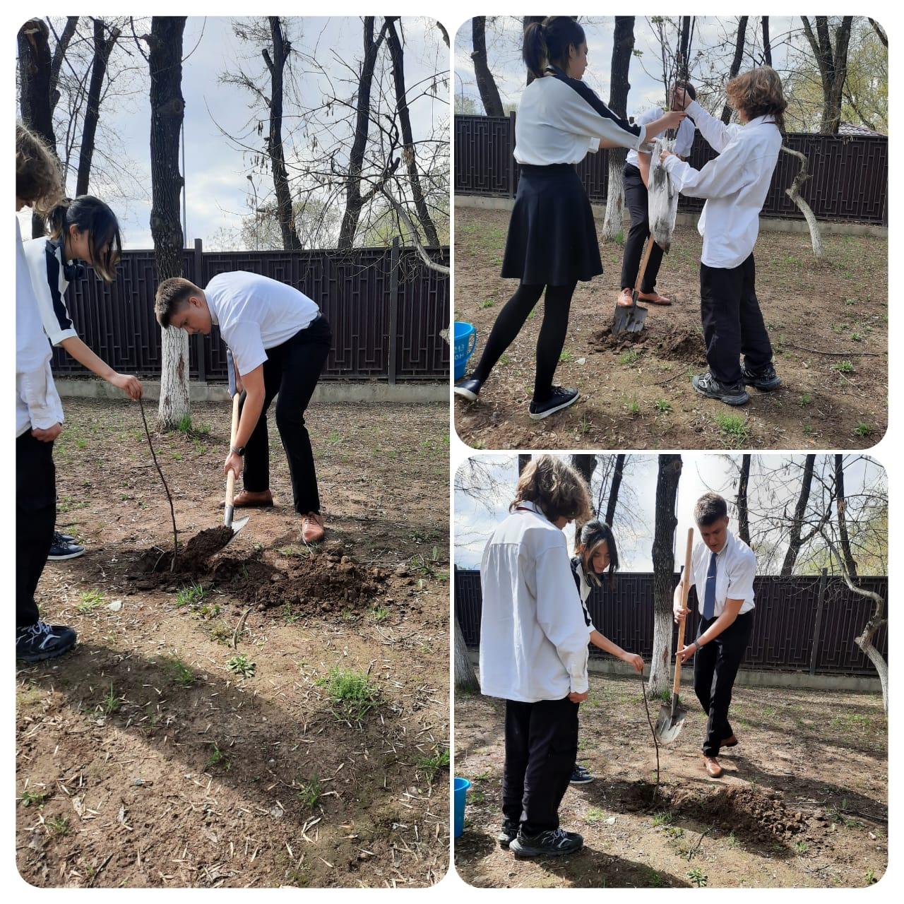 Вместе сажаем будущее! 🌱🌳